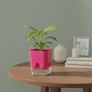 Pink Phalaenopsis Orchid
